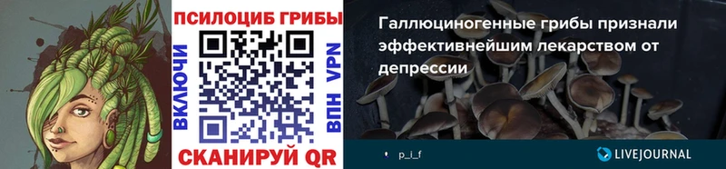 Купить где  Лиски  Галлюциногенные грибы Psilocybine cubensis 